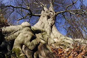Beech (Fagus sylvatica) mature tree in winter, Paxton House Estate, Berwickshire Beech (Fagus sylvatica) mature tree in winter, Paxton House Estate, Berwickshire
