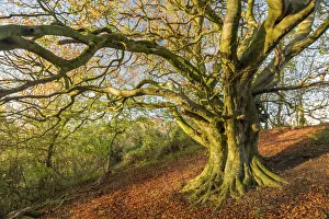 Beech tree (Fagus sylvatica) in autumn, Milborne Wick, Somerset, England, UK, November Beech tree (Fagus sylvatica) in autumn, Milborne Wick, Somerset, England, UK, November
