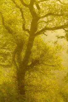 Beech tree (Fagus sylvatica) backlit at dawn, The National Forest, Midlands, UK Beech tree (Fagus sylvatica) backlit at dawn, The National Forest, Midlands, UK