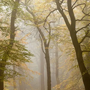 Beech trees (Fagus sylvatica) in autumn mist, Beacon Hill Country Park Beech trees (Fagus sylvatica) in autumn mist, Beacon Hill Country Park