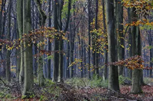 Images Dated 7th November 2009: Beech trees (Fagus sylvatica) in West Woods, Wiltshire, UK, November 2010