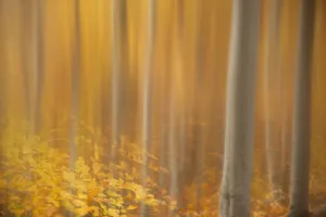 Beech woodland (Fagus sylvatica) in autumn, Rothiemurchus, Cairngorms National Park Beech woodland (Fagus sylvatica) in autumn, Rothiemurchus, Cairngorms National Park