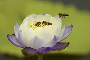 Bees in a water lily at a Roadside Billabong on the road to Port Stewart from Running Bees in a water lily at a Roadside Billabong on the road to Port Stewart from Running