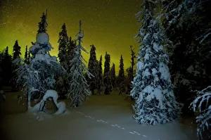 Beginnings of the Northern lights in night sky in winter with conifer trees laden with snow Beginnings of the Northern lights in night sky in winter with conifer trees laden with snow