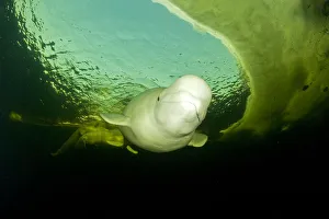 Beluga whale (Delphinapterus leucas) swimming under ice, Arctic circle Dive Center Beluga whale (Delphinapterus leucas) swimming under ice, Arctic circle Dive Center