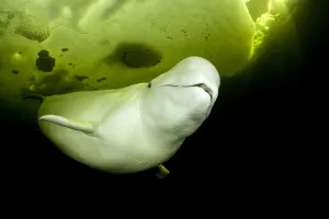 Beluga whale (Delphinapterus leucas) swimming under ice, Arctic circle Dive Center Beluga whale (Delphinapterus leucas) swimming under ice, Arctic circle Dive Center