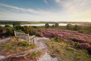 Bench overlooking landspace and flowering Common heather (Calluna vulgaris), Arne RSPB reserve Bench overlooking landspace and flowering Common heather (Calluna vulgaris), Arne RSPB reserve