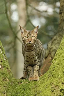 Domestic Animal Gallery: Bengal cat up a tree