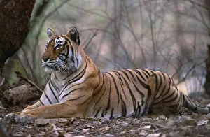 Bengal tiger {Panthera t tigris} female resting in forest, Bandhavgarh NP, Madhya Pradesh, India Bengal tiger {Panthera t tigris} female resting in forest, Bandhavgarh NP, Madhya Pradesh, India