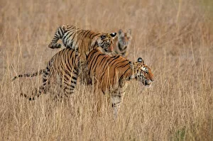 Panthera Gallery: Bengal Tiger (Panthera tigris) six month old cub jumping on its mother