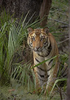 Madhya Gallery: Bengal Tiger (Panthera tigris) sub-adult, approximately 17-19 months old, amongst forest vegetation