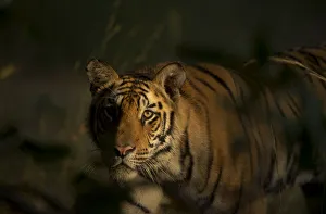 Madhya Gallery: Bengal Tiger (Panthera tigris) sub-adult, approximately 17-19 months old, lit by morning light