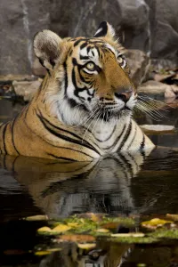 Bengal tiger (Panthera tigris) submerged in water. Ranthambore National Park, India Bengal tiger (Panthera tigris) submerged in water. Ranthambore National Park, India