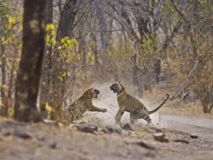 Bengal Tiger (Panthera tigris tigris) mother and adolescent daughter fighting, Ranthambhore NP Bengal Tiger (Panthera tigris tigris) mother and adolescent daughter fighting, Ranthambhore NP