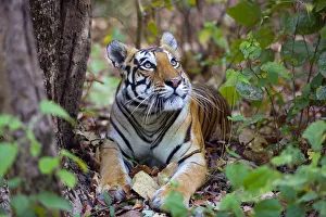 Bengal tiger (Panthera tigris tigris), female resting and looking up Kanha National Park Bengal tiger (Panthera tigris tigris), female resting and looking up Kanha National Park