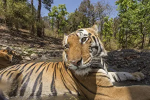 Bengal tiger (Panthera tigris tigris) dominant male (T29) and resident female (T27) Bengal tiger (Panthera tigris tigris) dominant male (T29) and resident female (T27)