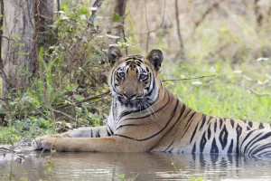 Bengal tiger (Panthera tigris tigris) cooling down in artificial water hole, portrait Bengal tiger (Panthera tigris tigris) cooling down in artificial water hole, portrait
