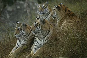 Bengal Tiger Gallery: Bengal Tiger (Panthera tigris tigris) family, Pench National Park, Madhya Pradesh