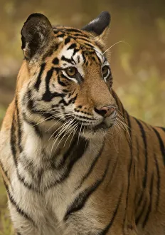 Bengal tiger (Panthera tigris tigris) female, portrait. Bandhavgarh National Park, India Bengal tiger (Panthera tigris tigris) female, portrait. Bandhavgarh National Park, India
