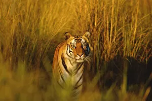 Bengal tiger portrait {Panthera tigris tigris} Bandhavgarh NP, Madhya Pradesh, India