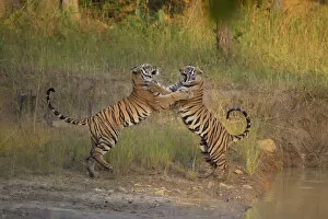 Madhya Gallery: Bengal Tigers (Panthera tigris) sub-adults, approximately 17-19 months old, playfighting
