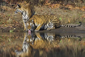 Images Dated 7th April 2009: Bengal Tigers (Panthera tigris tigris) adult female drinking water, her juvenile cub beside her