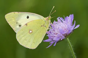 Images Dated 24th June 2009: Bergers clouded yellow butterfly (Colias alfacariensis) on flower, Liechtenstein
