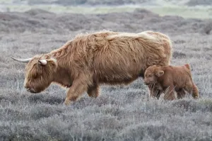 Highland Cow Prints: Highland Cow Print with Calf in Texel Landscape