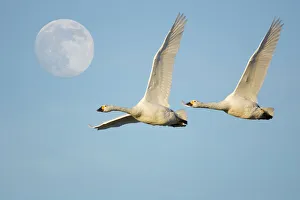 Two Bewick swans {Cygnus columbianus} flying with full-moon in sky. UK Two Bewick swans {Cygnus columbianus} flying with full-moon in sky. UK