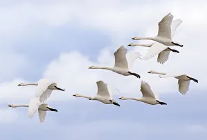 Bewick's swans (Cygnus columbianus) small flock in flight, Gloucestershire, UK Bewick's swans (Cygnus columbianus) small flock in flight, Gloucestershire, UK