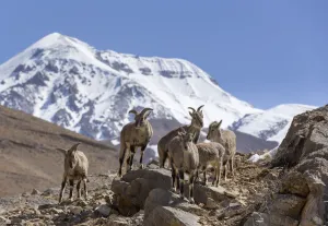 Bharal / Blue sheep (Pseudois nayaur) herd standing on a rocky slope Bharal / Blue sheep (Pseudois nayaur) herd standing on a rocky slope
