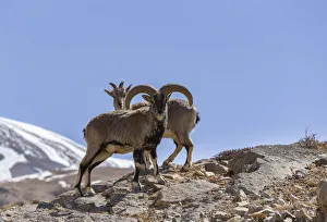 Bharal / Blue sheep (Pseudois nayaur) male and female, Himalaya Mountains Bharal / Blue sheep (Pseudois nayaur) male and female, Himalaya Mountains