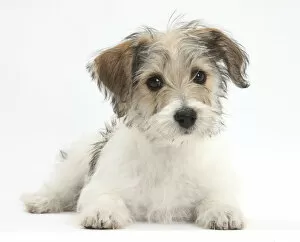 Domestic Animal Gallery: Bichon Fris x Jack Russell Terrier puppy, Bindi, 12 weeks, lying with head up, against