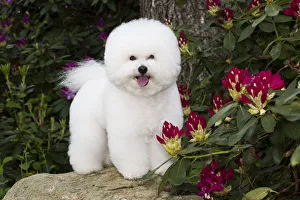 Bichon frise standing on rock amongst Rhododendron flowers. Haddam, Connecticut, USA Bichon frise standing on rock amongst Rhododendron flowers. Haddam, Connecticut, USA