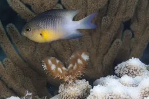 Bicolor damselfish (Stegastes partitus), Guanahacabibes Peninsula National Park Bicolor damselfish (Stegastes partitus), Guanahacabibes Peninsula National Park