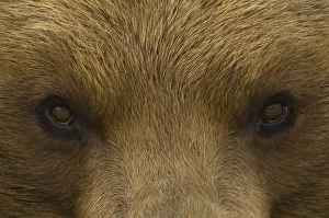 Big close up of the eyes of a European Brown bear (Ursus arctos) captive Big close up of the eyes of a European Brown bear (Ursus arctos) captive