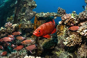 Images Dated 1st January 2005: Big-eye or Goggle-eye (Priacanthus hamrur) and Crown squirrelfish (Sargocentron diadema)