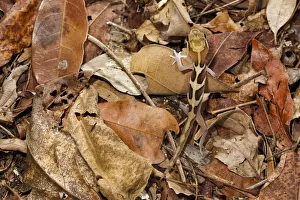 Big eyed / headed gecko {Paroedura pictus} camouflaged on forest floor Big eyed / headed gecko {Paroedura pictus} camouflaged on forest floor