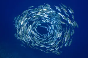 Bigeye trevally (Caranx sexfasciatus) forming a circular shoal in blue water Bigeye trevally (Caranx sexfasciatus) forming a circular shoal in blue water
