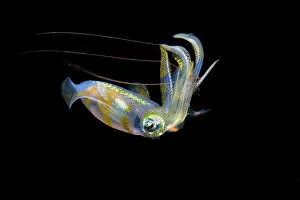 Iridescence Collection: Bigfin reef squid (Sepioteuthis lessoniana) capturing a pelagic shrimp with long red antennae