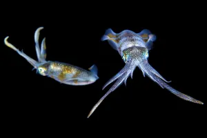 Bigfin reef squid (Sepioteuthis lessoniana) at night. Bitung, North Sulawesi, Indonesia Bigfin reef squid (Sepioteuthis lessoniana) at night. Bitung, North Sulawesi, Indonesia