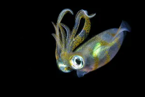 Bigfin squid (Sepioteuthis lessoniana) hovering in mid water at night Bigfin squid (Sepioteuthis lessoniana) hovering in mid water at night