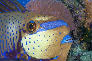 Bignose Unicornfish Gallery: Bignose unicornfish (Naso vlamingii) on reef, Fiji