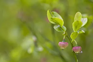 Bilberry (Vaccinium myrtillus) flowers, Western Tatras, Carpathian Mountains, Slovakia Bilberry (Vaccinium myrtillus) flowers, Western Tatras, Carpathian Mountains, Slovakia