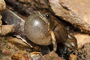 Bilingual frog (Crinia bilingua) adult male calling, Adelaide River, Northern Territory Bilingual frog (Crinia bilingua) adult male calling, Adelaide River, Northern Territory