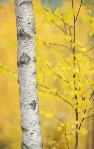 Birch tree (Betula verrucosa or pubescens) Oulanka, Finland, September 2008 Birch tree (Betula verrucosa or pubescens) Oulanka, Finland, September 2008