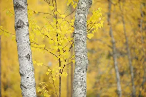 Birch trees (Betula verrucosa or pubescens) Oulanka, Finland, September 2008 Birch trees (Betula verrucosa or pubescens) Oulanka, Finland, September 2008