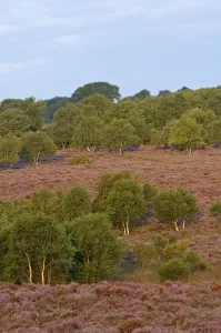 Birch trees and Heather / Ling (Calluna vulgaris) in flower on Westleton Heath NNR Birch trees and Heather / Ling (Calluna vulgaris) in flower on Westleton Heath NNR