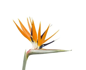 Bird of paradise / Crane flower (Strelitzia reginae). Cultivated in garden. Native to South Africa Bird of paradise / Crane flower (Strelitzia reginae). Cultivated in garden. Native to South Africa