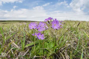 Birds eye primrose (Primula farinosa) a plant confined in Britain to the Pennines of Birds eye primrose (Primula farinosa) a plant confined in Britain to the Pennines of